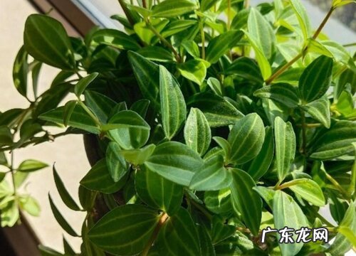 翡翠钻石是爬藤植物吗