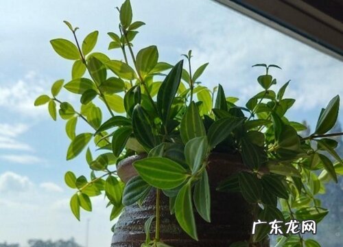 翡翠钻石是爬藤植物吗