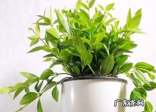 翡翠钻石是爬藤植物吗