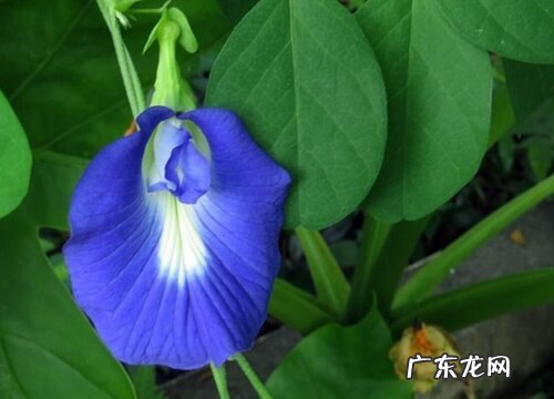 蝶豆花是什么植物的花