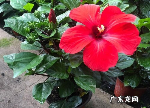 扶桑花期多久时间