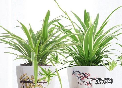 吊兰叶子发黄怎么办