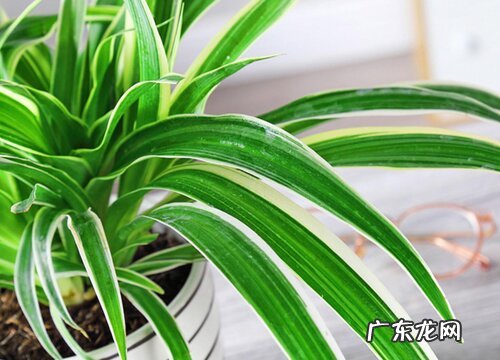 吊兰叶子发黄怎么办