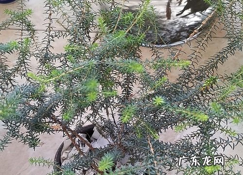 石楠是被子植物吗