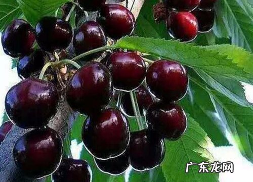 黑珍珠是什么水果