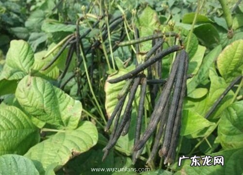 绿豆黄叶病的原因及治疗处理方法