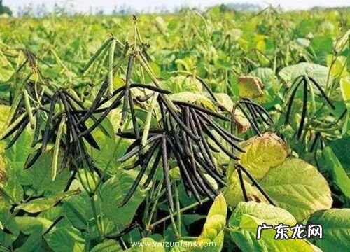 绿豆黄叶病的原因及治疗处理方法