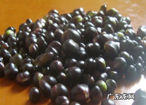 百合花种子怎么来的