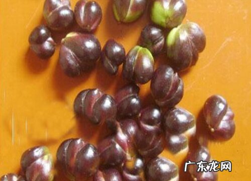 百合花种子怎么来的