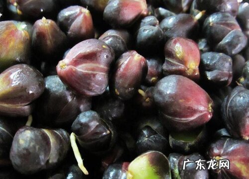 百合花种子怎么来的