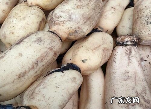 耦是什么植物的根