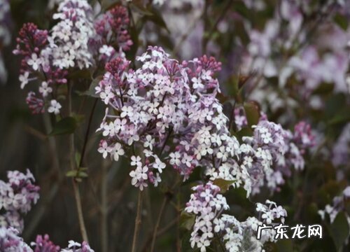 丁香花期多久时间