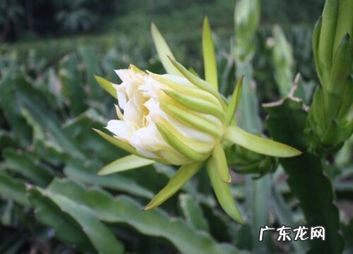 剑花是什么植物的花