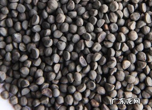 鸢萝种子是什么样子