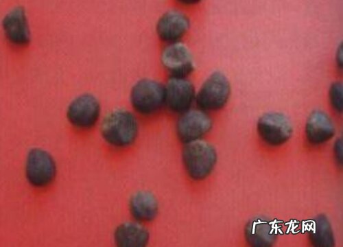 鸢萝种子是什么样子