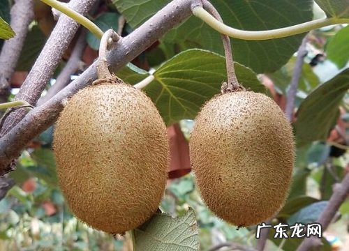 长生果是什么水果