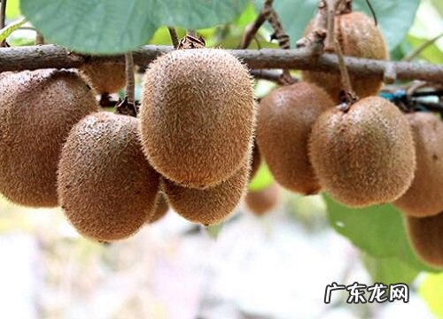 长生果是什么水果