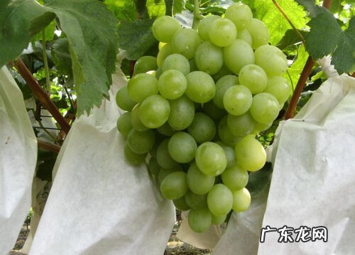 葡萄采摘时间和收获季节