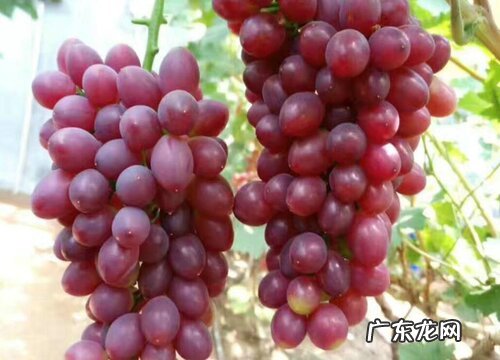 葡萄采摘时间和收获季节