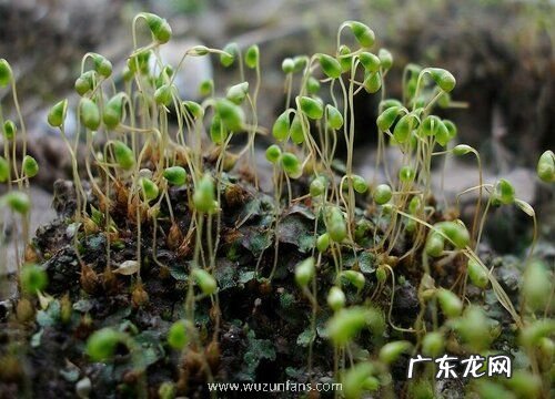 葫芦藓是藻类植物吗