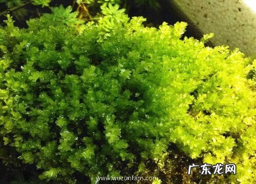 葫芦藓是藻类植物吗
