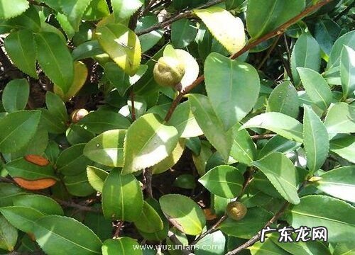 茶梅花期多久时间