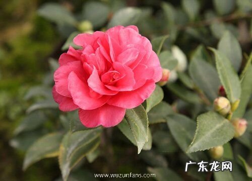 茶梅花期多久时间