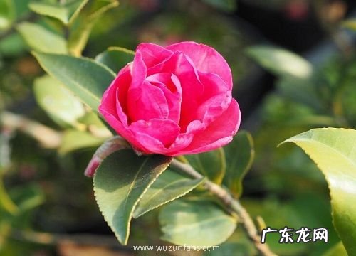 茶梅花期多久时间