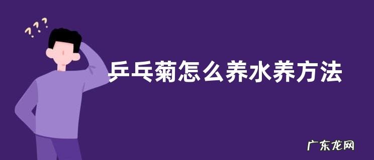 乒乓菊怎么养水养方法