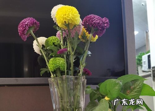 乒乓菊怎么养水养方法