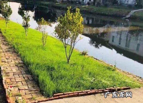 冬黑麦草什么时候播种合适