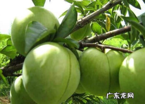 奈子是什么水果