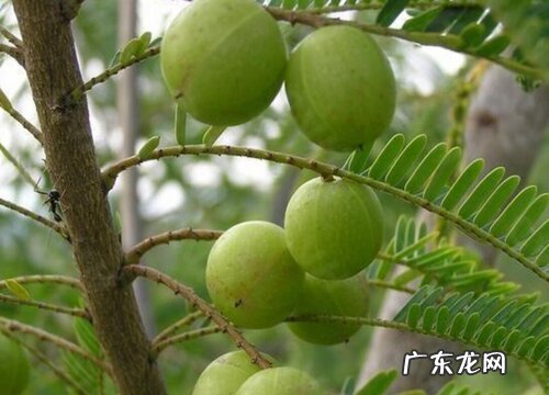 奈子是什么水果