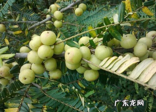 奈子是什么水果