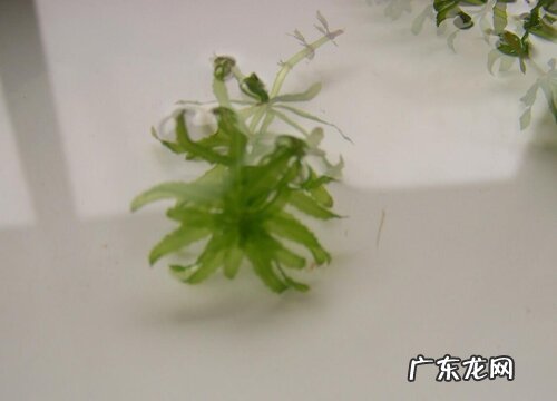 黑藻是藻类植物吗