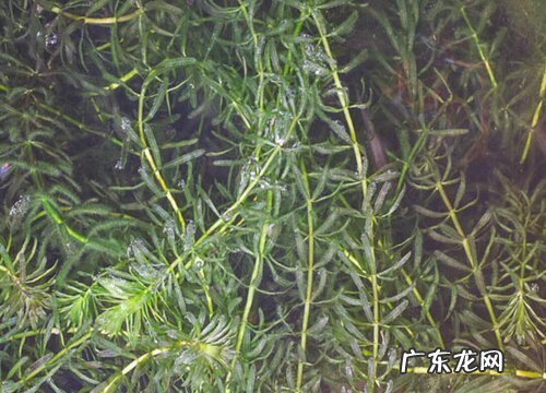 黑藻是藻类植物吗