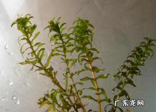 黑藻是藻类植物吗