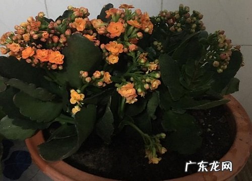 长寿花扦插多久生根发芽 扦插生根最快方法