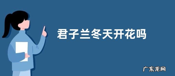 君子兰冬天开花吗