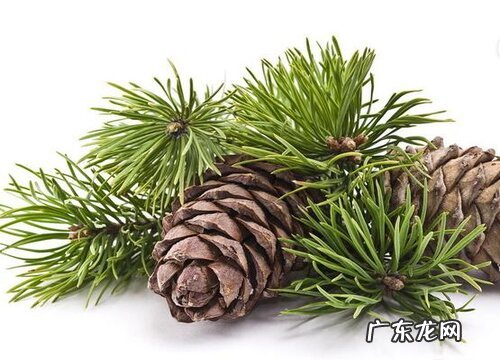 松子是什么植物的果实