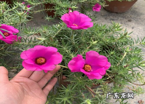 太阳花代表什么意思