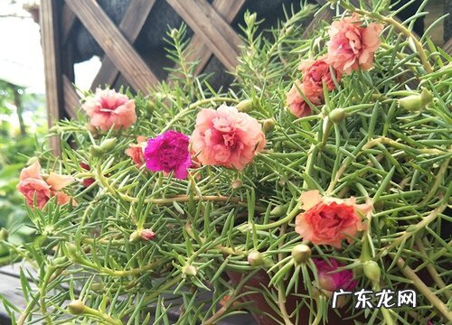 太阳花代表什么意思