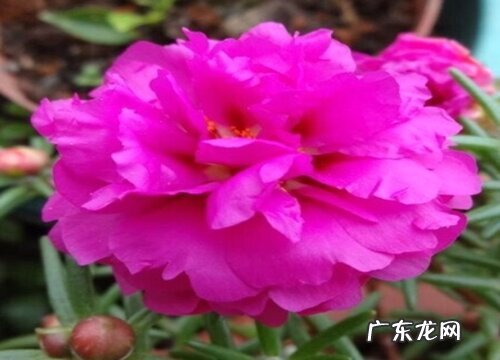 太阳花代表什么意思