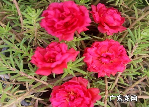 太阳花代表什么意思