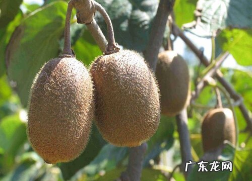 猕猴桃是爬藤植物吗