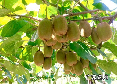 猕猴桃是爬藤植物吗