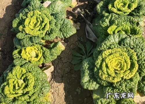 白菜几天发芽出苗 种子要泡多久才能播种
