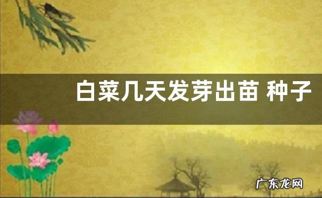 白菜几天发芽出苗 种子要泡多久才能播种