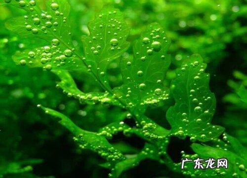 黒藻是藻类植物吗