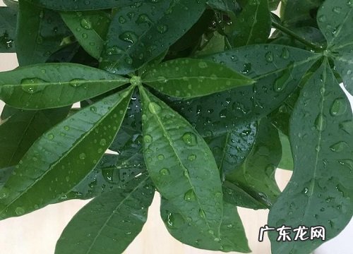 发财树移盆后要浇水吗
